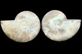 Sliced Ammonite Fossil - Agatized #125042-1